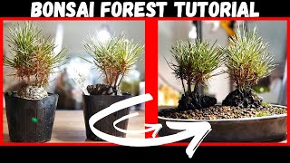 Pine Bonsai Forest Making - Tutorial