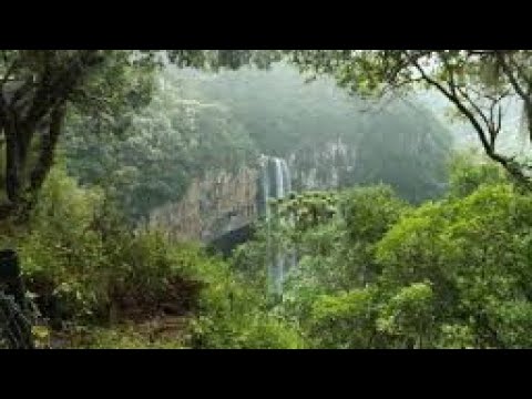 Globo Repórter- Conectados à Natureza na Mata Atlântica