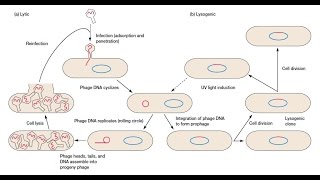 Bacteriophage Replication - Lytic Cycle and Lysogenic Cycle