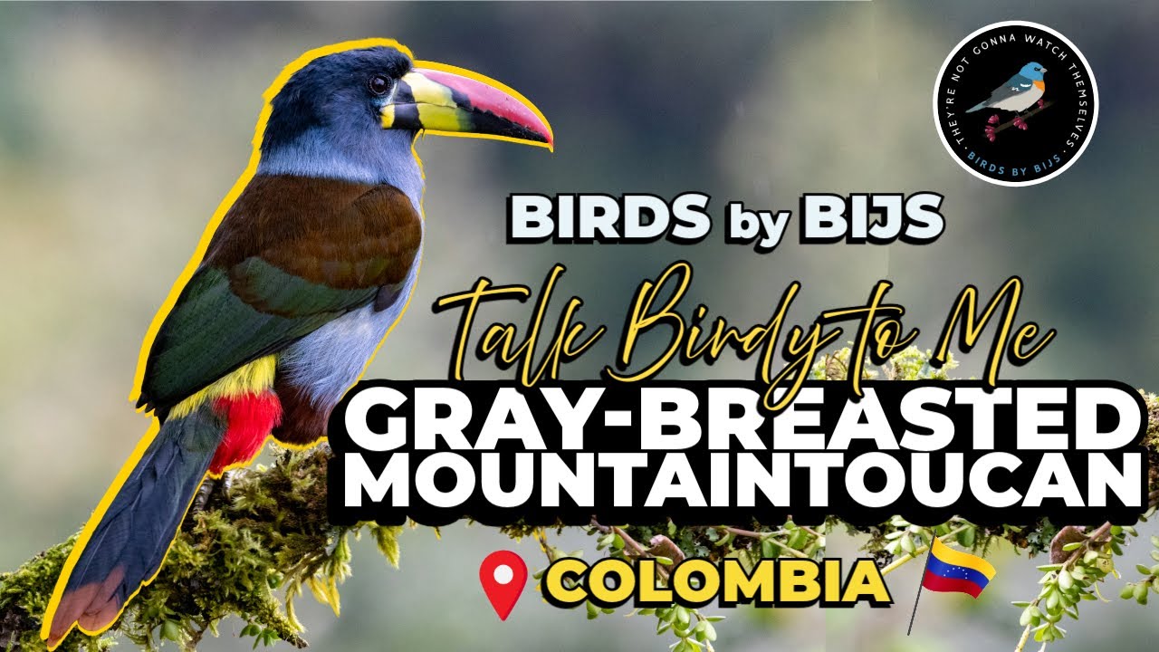 Gray-breasted Mountain Toucan - Birding Colombia - BIRDS by BIJS