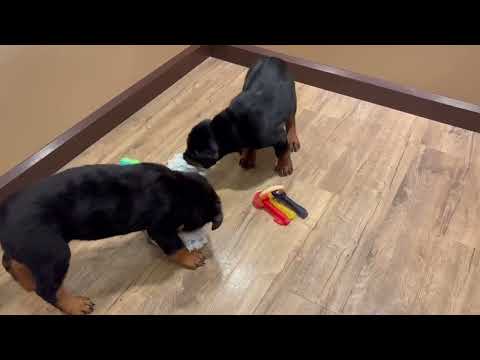 Rottweiler - 4558 video preview