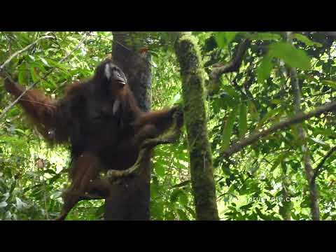 Bornean Orangutan 'man of the forest' walking