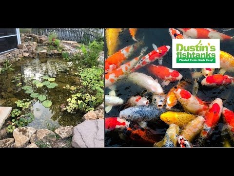 Garden Pond Update  Koi History Video