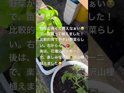 低木バジル 植物