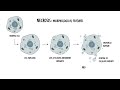 Apoptosis vs necrosis and other forms of cell death