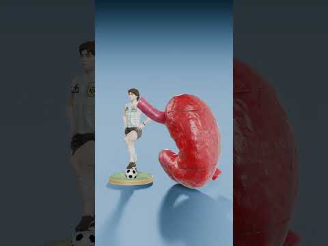 Frog Stomach vs Whale Stomach