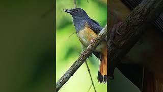 Download lagu Fakta tentang Burung Cempala Kuneng Aceh mp3 Download lagu Fakta tentang Burung Cempala Kuneng Aceh mp3