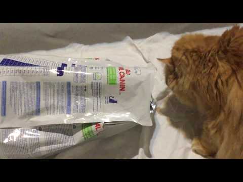 download lagu mp3 mp4 Royal Canin Cat Urinary So Moderate Calorie, download lagu Royal Canin Cat Urinary So Moderate Calorie gratis, unduh video klip Royal Canin Cat Urinary So Moderate Calorie