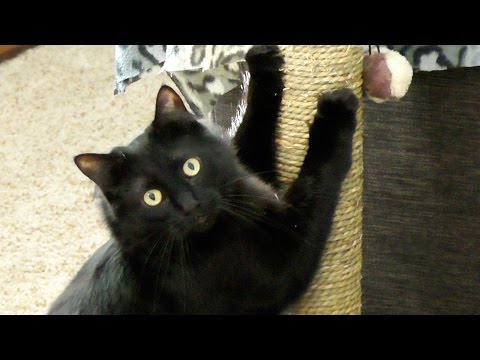 9 Reasons Black Cat Owners are Lucky! - YouTube