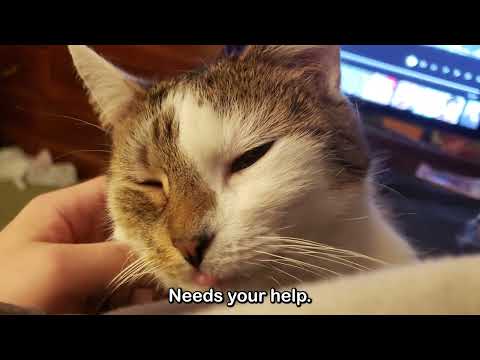 Jude Needs Help - Please Help This Loving Cat!
