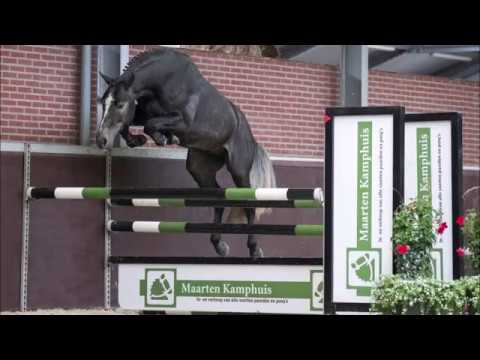 (Sold UK) Stallion, born 2015 by Cornet Obolensky x Burggraaf