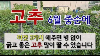 고추 6월 중순에 이것 3가지 해주면 병 없이 굵고 좋은 고추 많이 딸 수 있습니다. #고추 가꾸기 #고추 …