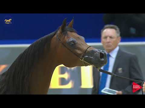 N.91 AJ SAWARI - Dubai 2019 - Mares in age 4- 6 years old