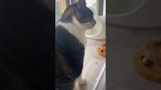 辛気臭いネコ共のブース　#猫カフェ #ネコの日常 #ネコ