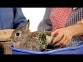 What Kinds of Toys Do Rabbits Like? | Pet Rabbits ...