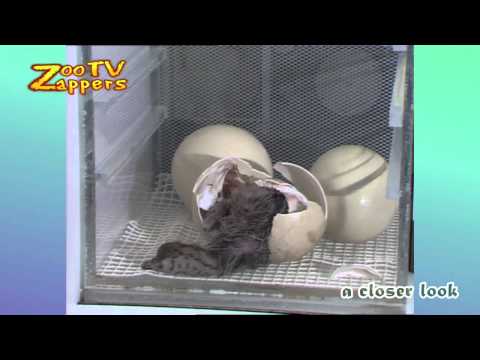 ZooZappers - Geboorte Struisvogel - birth of an Ostrich