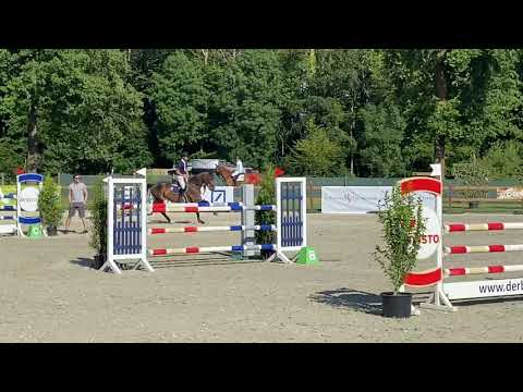 Cordijana (6 yrs Comme il faut x Cordalme Z) Springpferde M, Münster