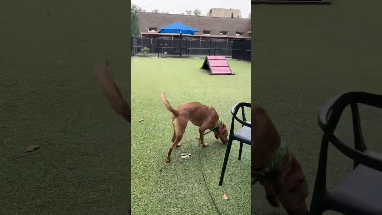 Apple Butter, a Adoptable Mixed Breed in Greensboro, NC video 6/6