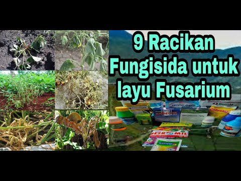 , title : '9 Racikan Fungisida untuk Layu Fusarium ||| Cara mengatasi Layu Fusarium ||| Fungisida & Agen Hayati'