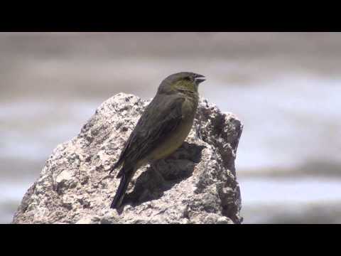Šafranka olivová (Sicalis olivascens) — video o speve a chove