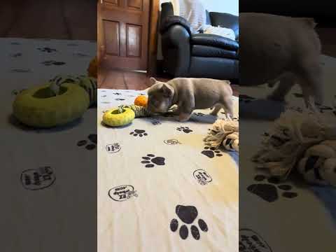 Video 4