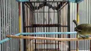 Download lagu Suara sirtu Beti Ampuh Banget Buat pancingan mp3 Download lagu Suara sirtu Beti Ampuh Banget Buat pancingan mp3