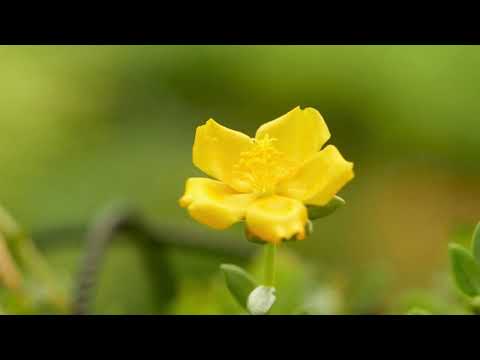 فيروز - بعدك على بالي  - Fayrooz - Baadak Ala Bali