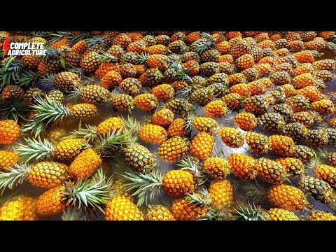 Millions Of Pineapples🍍 Agriculture Amazing Pineapple Harvesting Modern Processing Future Technology