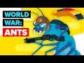 Why You Wouldn T Survive A Town Full Of Ants