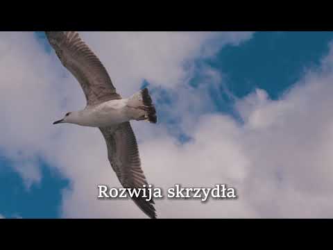 Damian Szewczyk - JAK PTAK ( piosenka dla córki) Official lyric video