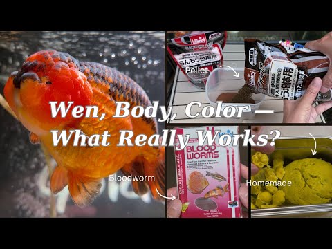 How I Feed My Ranchu — For Size, Wen, and Color Boost