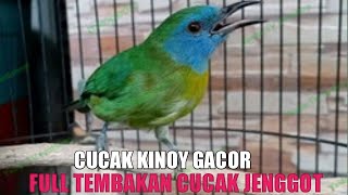 Download lagu CUCAK KINOY GACOR ISIAN CAK JENGGOT SANGAT COCOK UNTUK MASTERAN mp3
