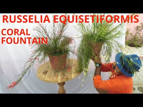download lagu mp3 mp4 Russelia Equisetiformis, download lagu Russelia Equisetiformis gratis, unduh video klip Russelia Equisetiformis