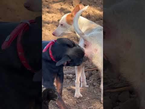 So funny🤣 #dog #animals #shorts #viral #funny #trending