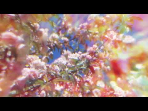 Noel Gallagher's High Flying Birds - Live Forever (Radio 2 Session 08.09.21) (Official Visualiser)