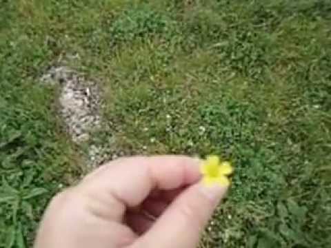 download lagu mp3 mp4 Tiny Purple Flowers In Lawn, download lagu Tiny Purple Flowers In Lawn gratis, unduh video klip Tiny Purple Flowers In Lawn