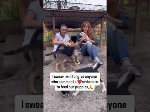 For any help consider donating link in bio to save a stray life in Los Angeles#usashorts#saveladogs