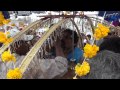 Thaipusam Festival 2014 - Singapore - YouTube