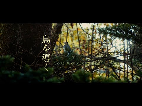 鳥を導く