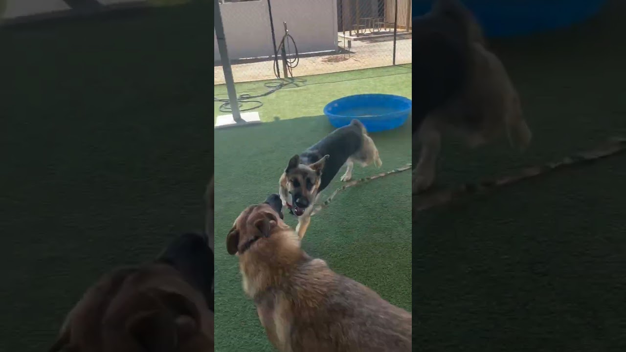 Enlarge Goku, a Adoptable mixed breed in Riverside, CA video 6/6