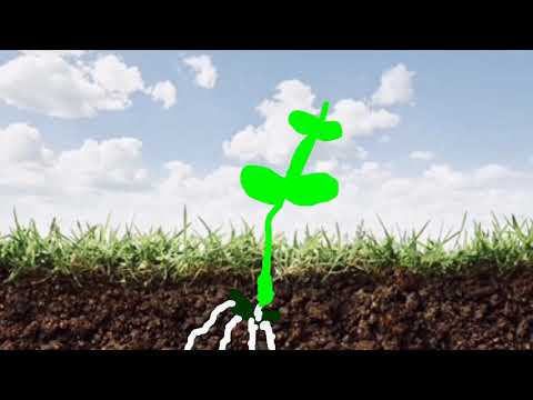 the time-lapse growth of an stop-motion sunflower