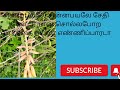 Pattukottai Kalyanasundaram Sinnapayalea Sinnapayalea Sethi Songs சின்னப்பயலே 