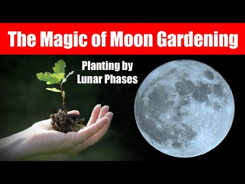 The Magic of Moon Gardening: Planting by Lunar Phases