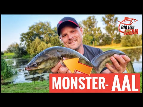 Fang die MONSTER-SCHLANGE: Auf DICKE AALE mit der Pose | Gregor trifft den Profi