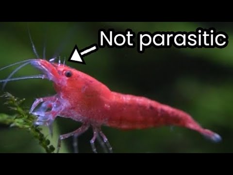 Shrimp Diseases: The Truth About Scutariella japonica