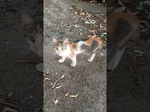 sevimli kedicik ve  miyav miyav selamı 🙃🤷🍀🐈‍⬛