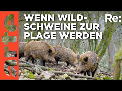 Video Thumbnail: Zu viele Wildschweine in Belgien? | ARTE Re: