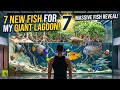 I Added Fish Into My Giant Lagoon Vivarium 7 Million Subscribers Episode