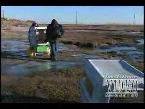 Seals Return to the Atlantic Ocean