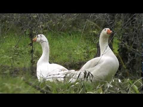 Gruppo trekking Tripetetolo: Pontassieve-Monte di Frassine.